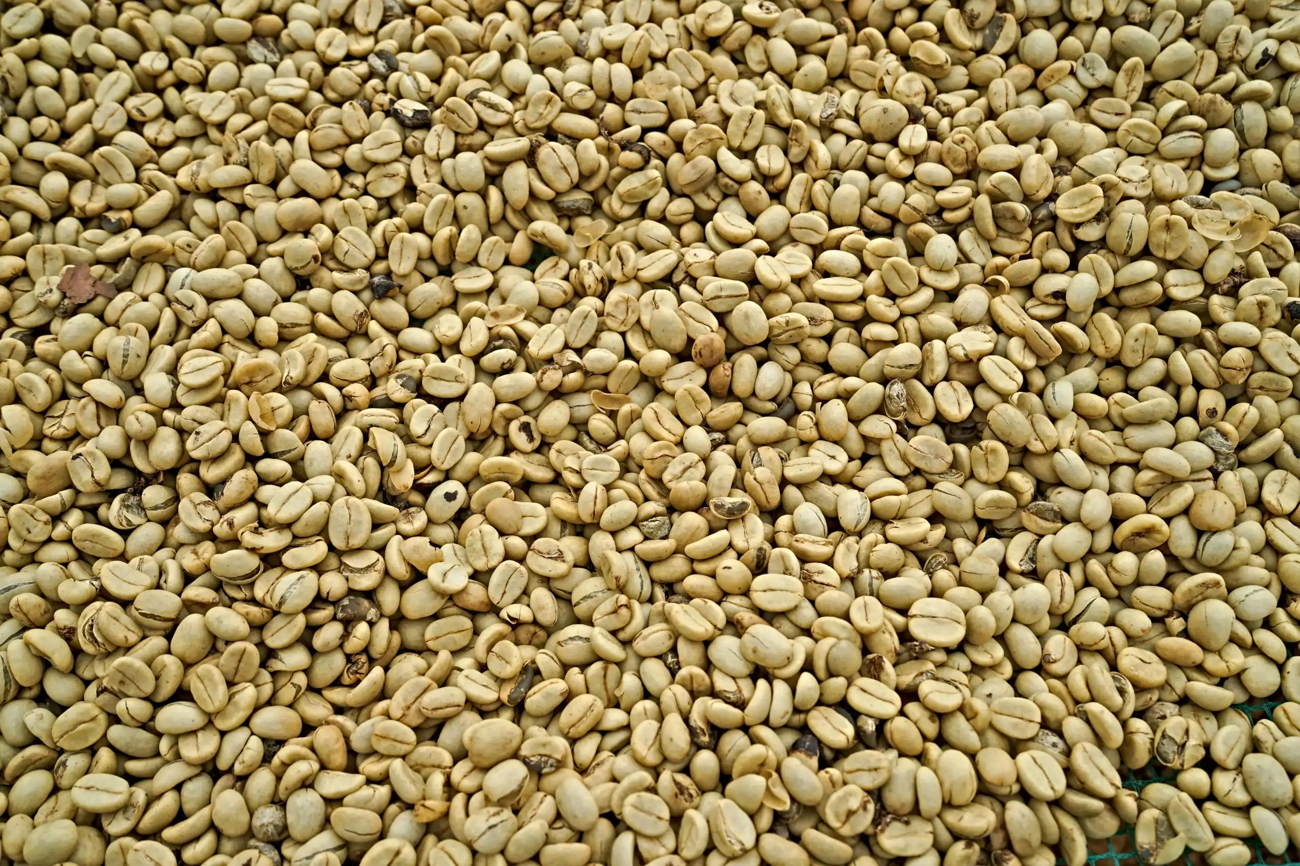 café pergamino colombiano Oscar Ferreira