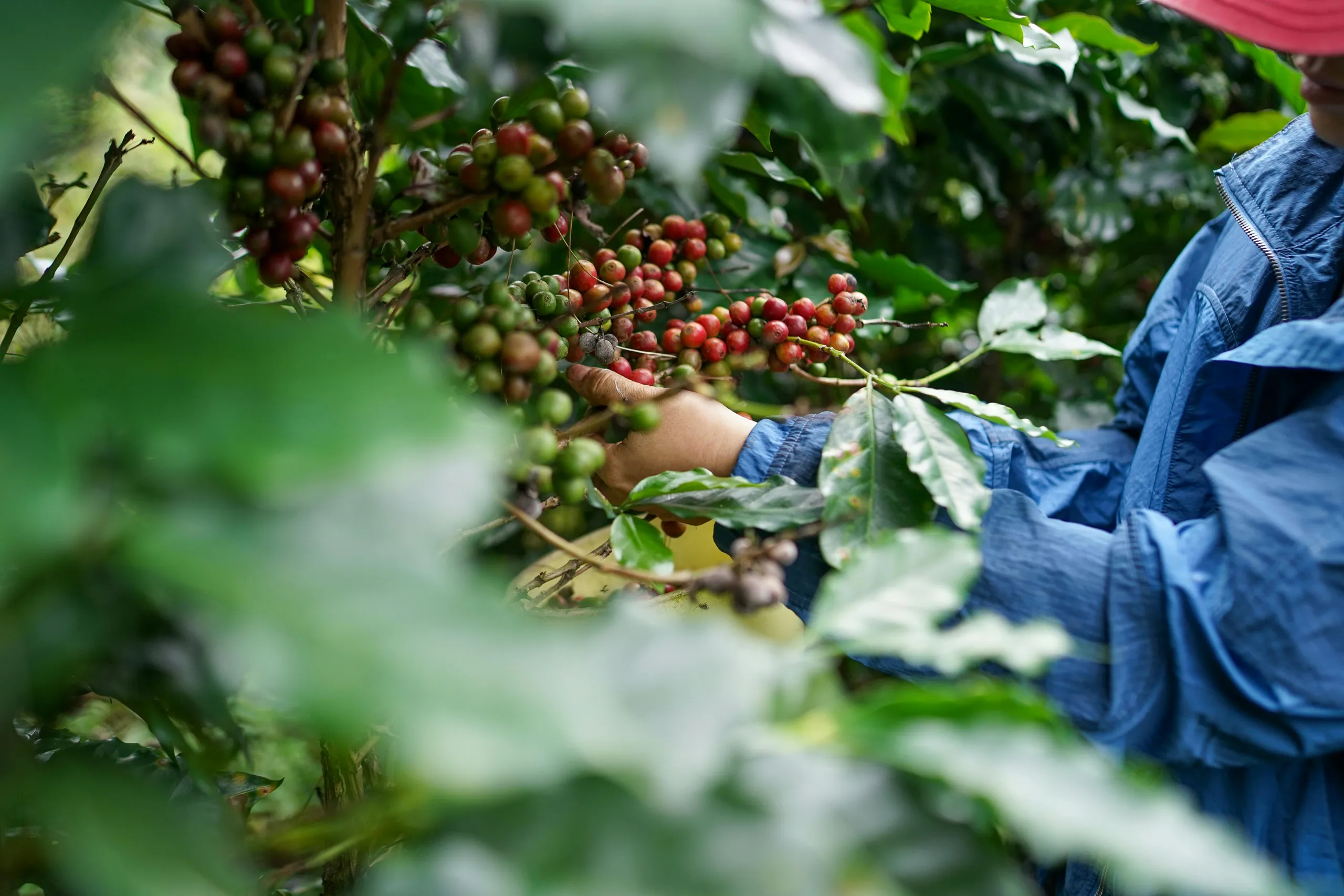 Oscar Ferreira Comercializadora de café y cacao colombiano