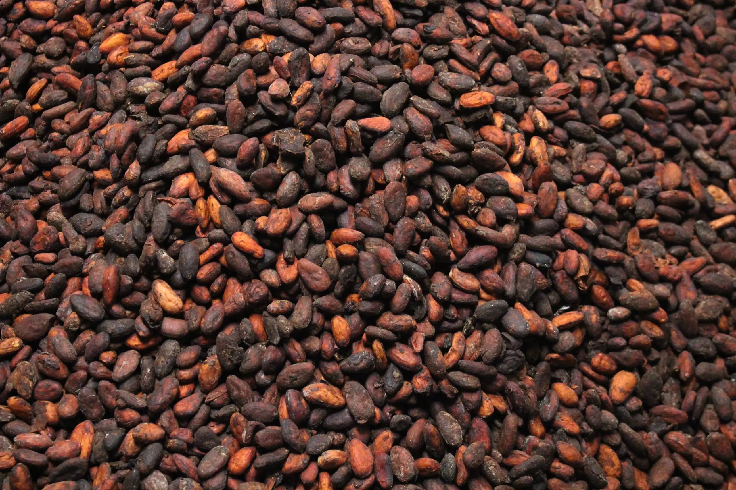 cacao colombiano Oscar Ferreira