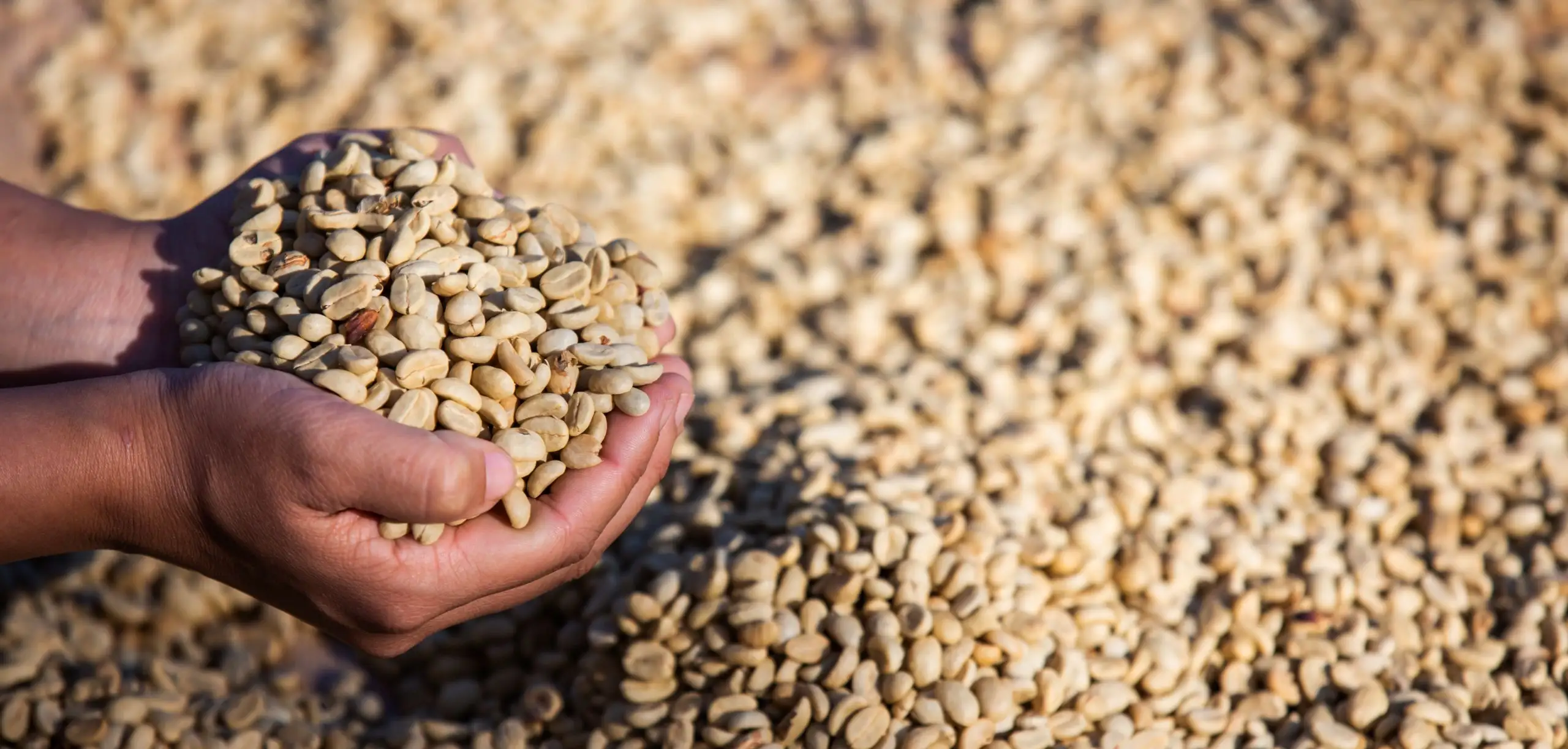 compra y venta de cafe y cacao